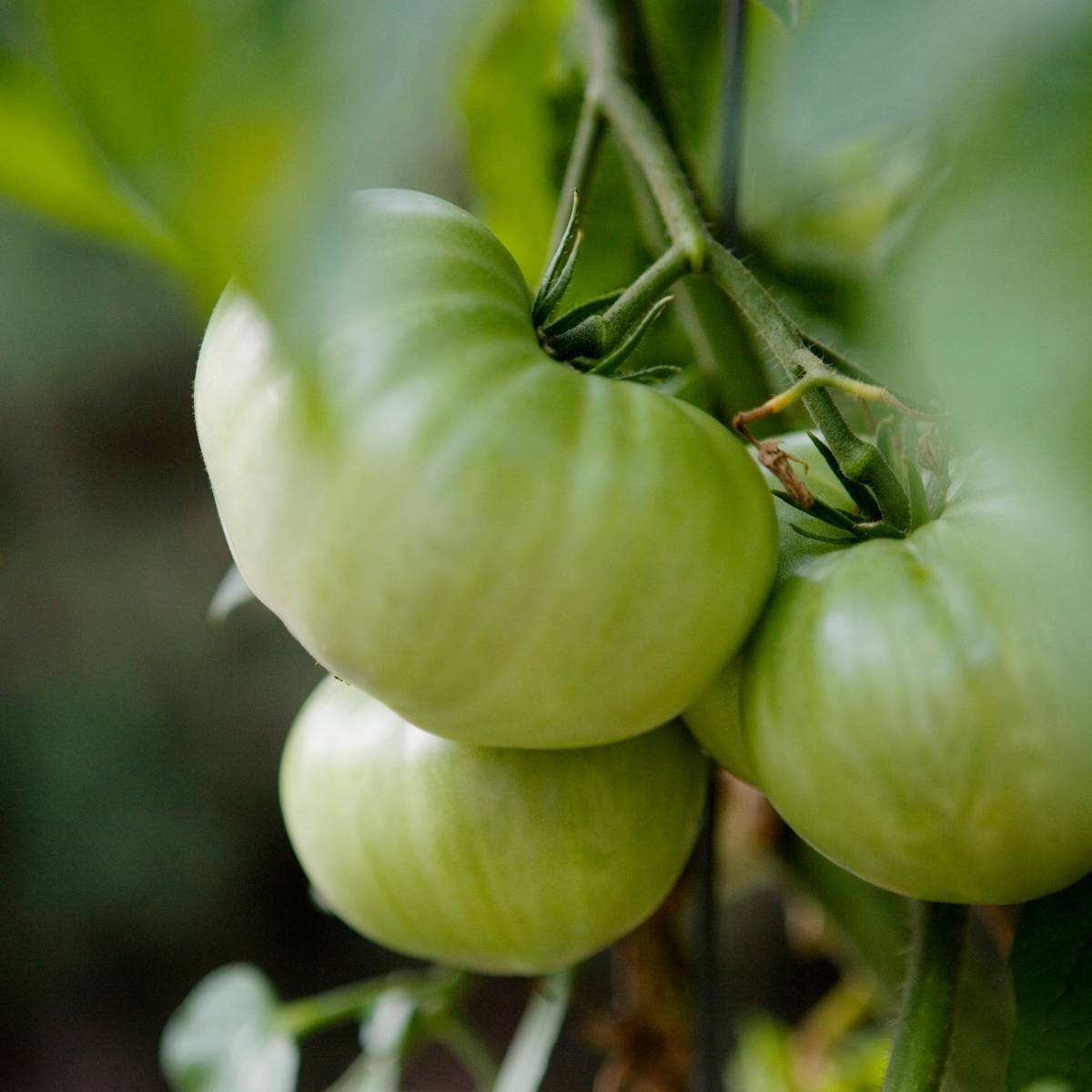 Tomato- Evergreen