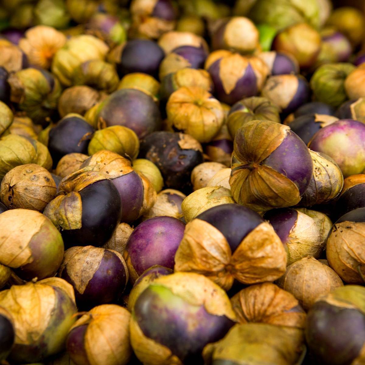 Tomatillo- Michoacan Purple