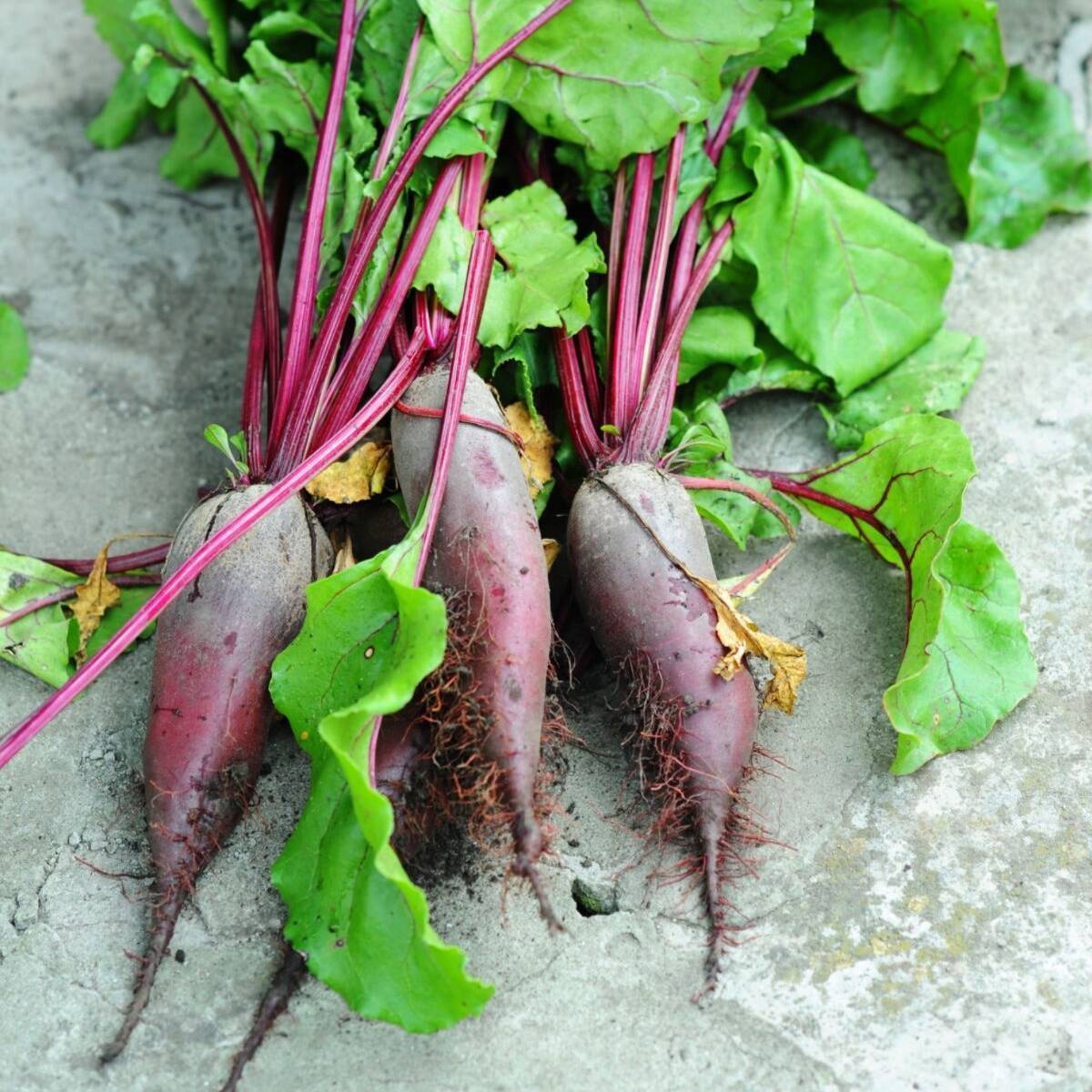 Beetroot- Cylindra