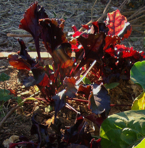 Beetroot- Bulls Blood