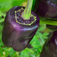 Capsicum- Purple Beauty