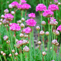 Armeria- Morning Star Deep Rose