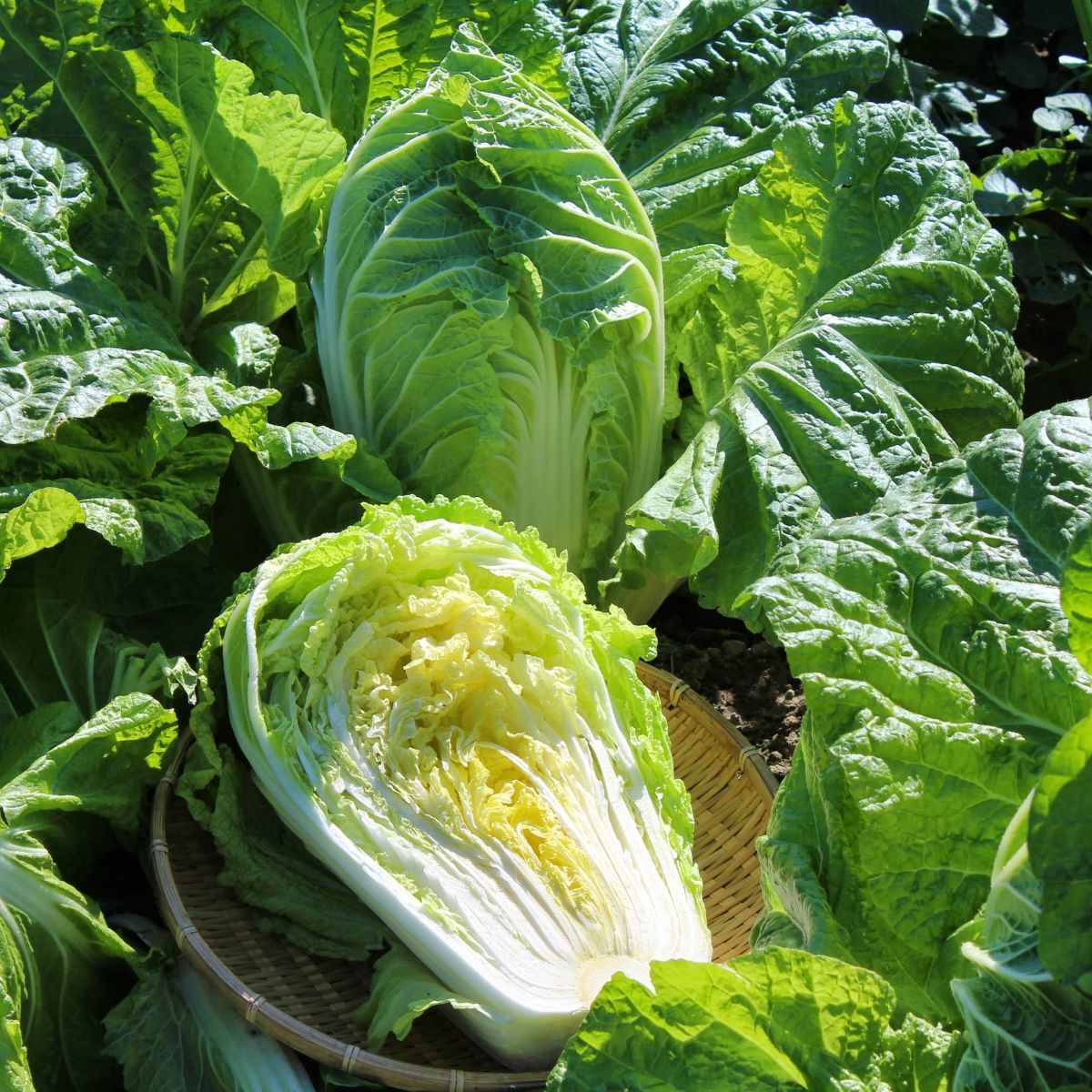 Cabbage, Chinese- Wombok