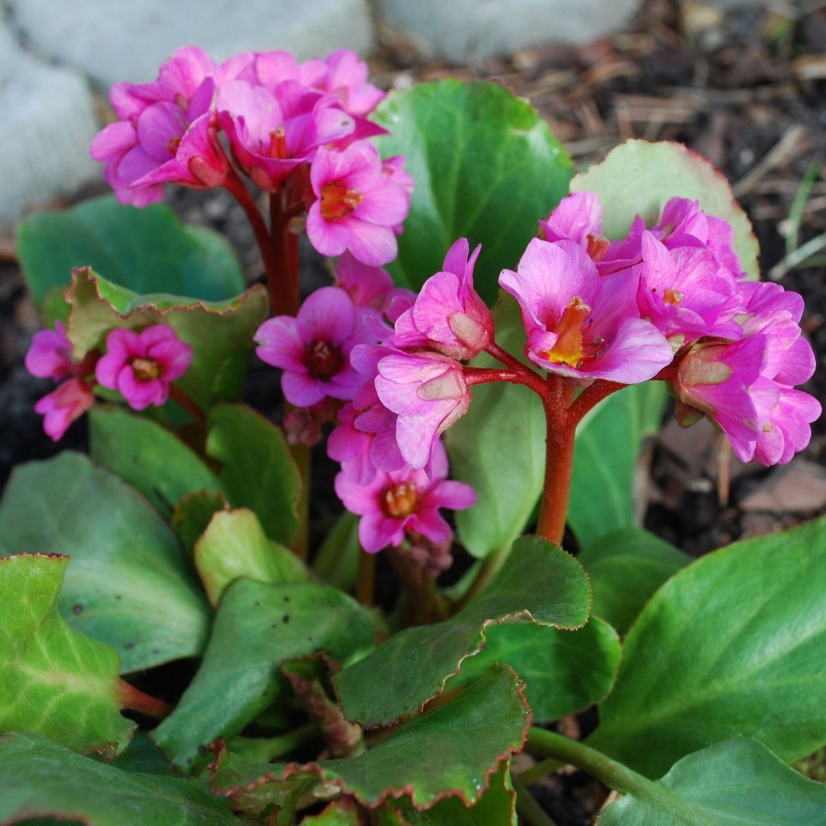 Bergenia- Heartleaf Bergenia