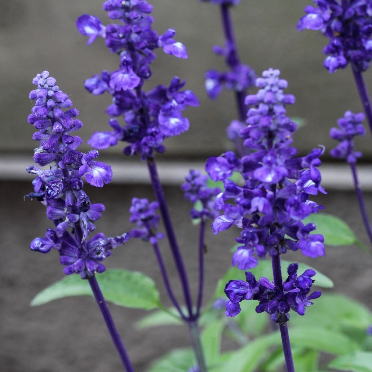 Salvia farinacea Blue Seeds