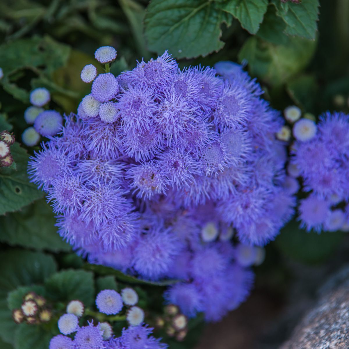 Ageratum- Market Growers Blue