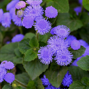 Ageratum- Market Growers Blue