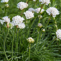 Armeria- Morning Star White