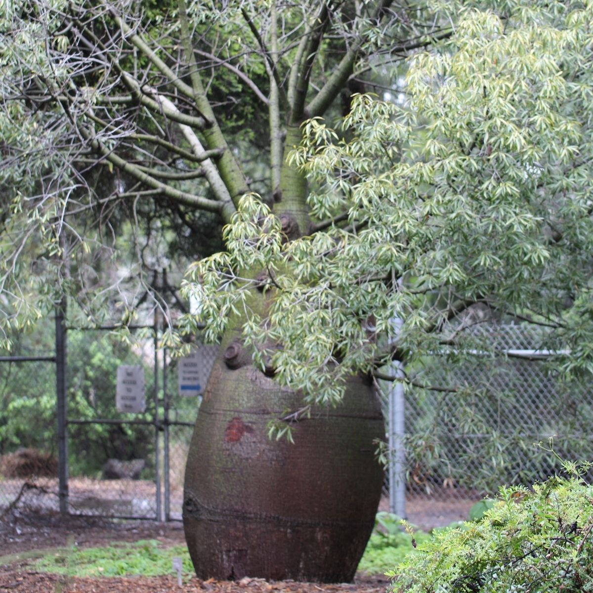 Bottle Tree