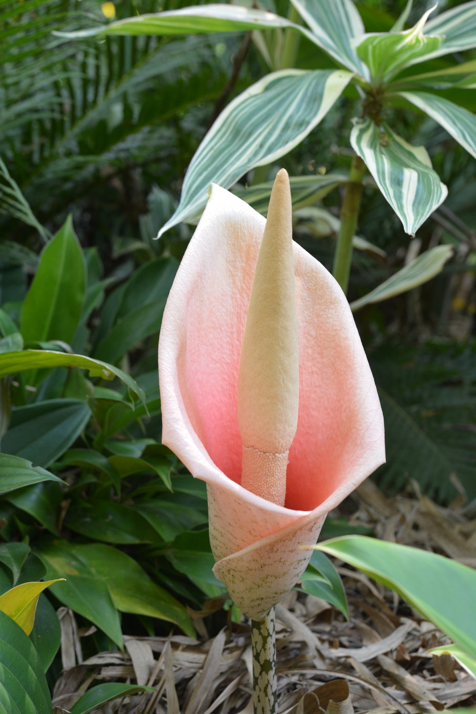 Amorphophallus Bulbifer Voodoo Lily Bulbs