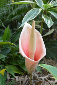 Amorphophallus Bulbifer Voodoo Lily Bulbs