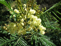 Acacia Mearnsii Black Wattle Tree Seeds