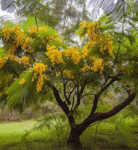 Acacia Decurrens, Black Wattle - Seeds