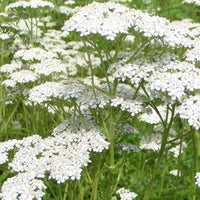 Yarrow