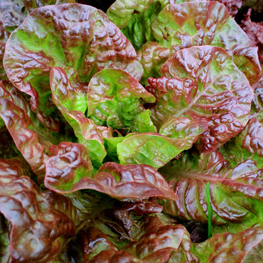 Lettuce- Marvel of Four Seasons