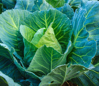 Cabbage- Early Jersey Wakefield