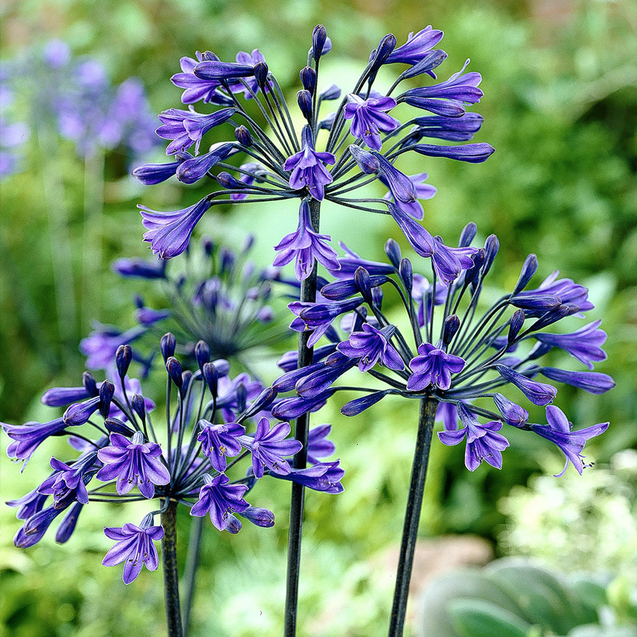 Agapanthus Bulbs