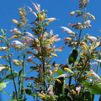 Agastache- Lavender Martini