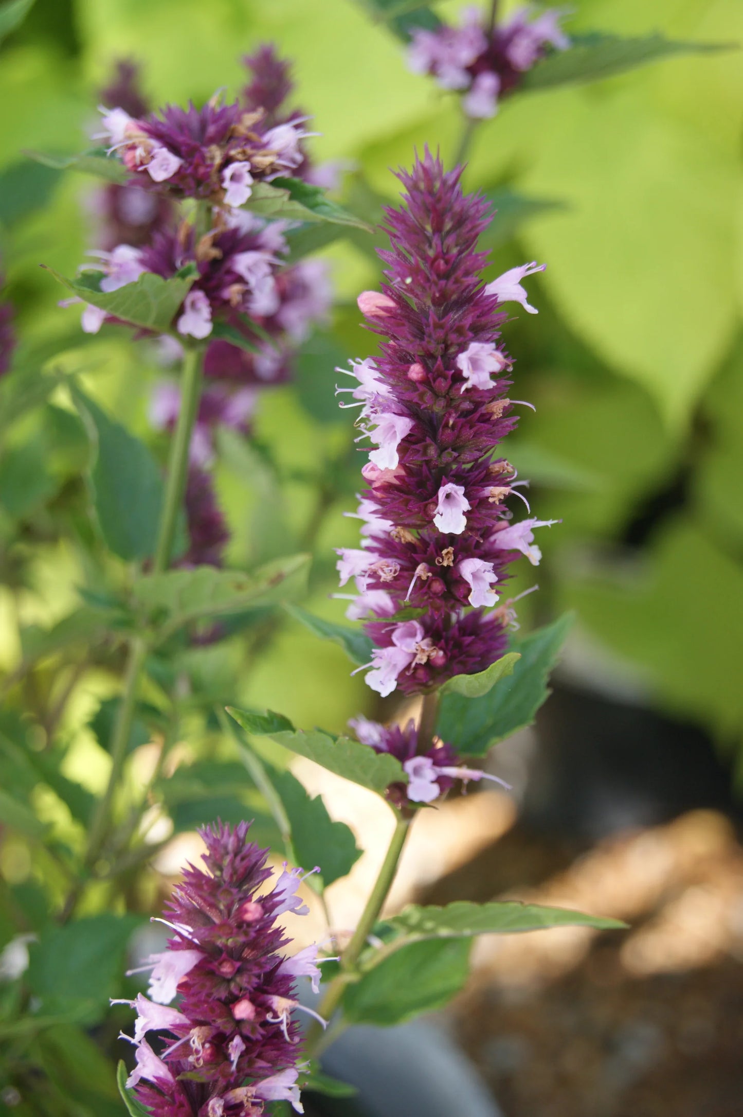 Beelicious Pink Anise Hyssop