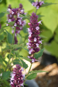 Beelicious Pink Anise Hyssop