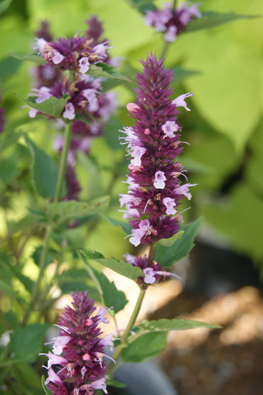 Beelicious Pink Anise Hyssop