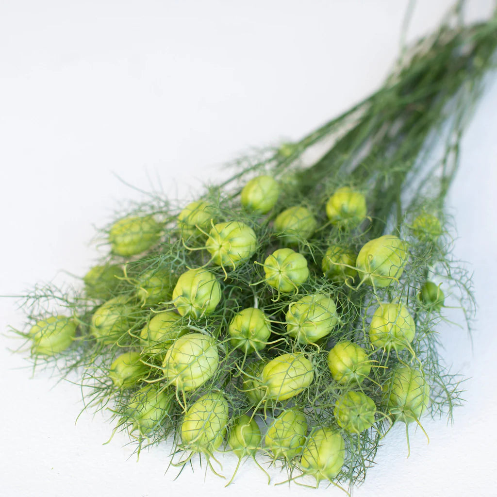 Albion Green Pod – Nigella Seed