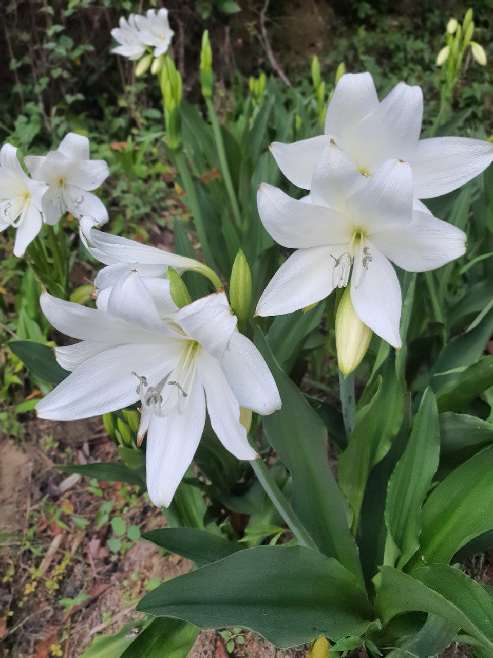 Crinum Moorei Album Bulbs