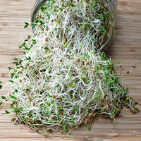 Alfalfa – Organic Sprouting Seeds