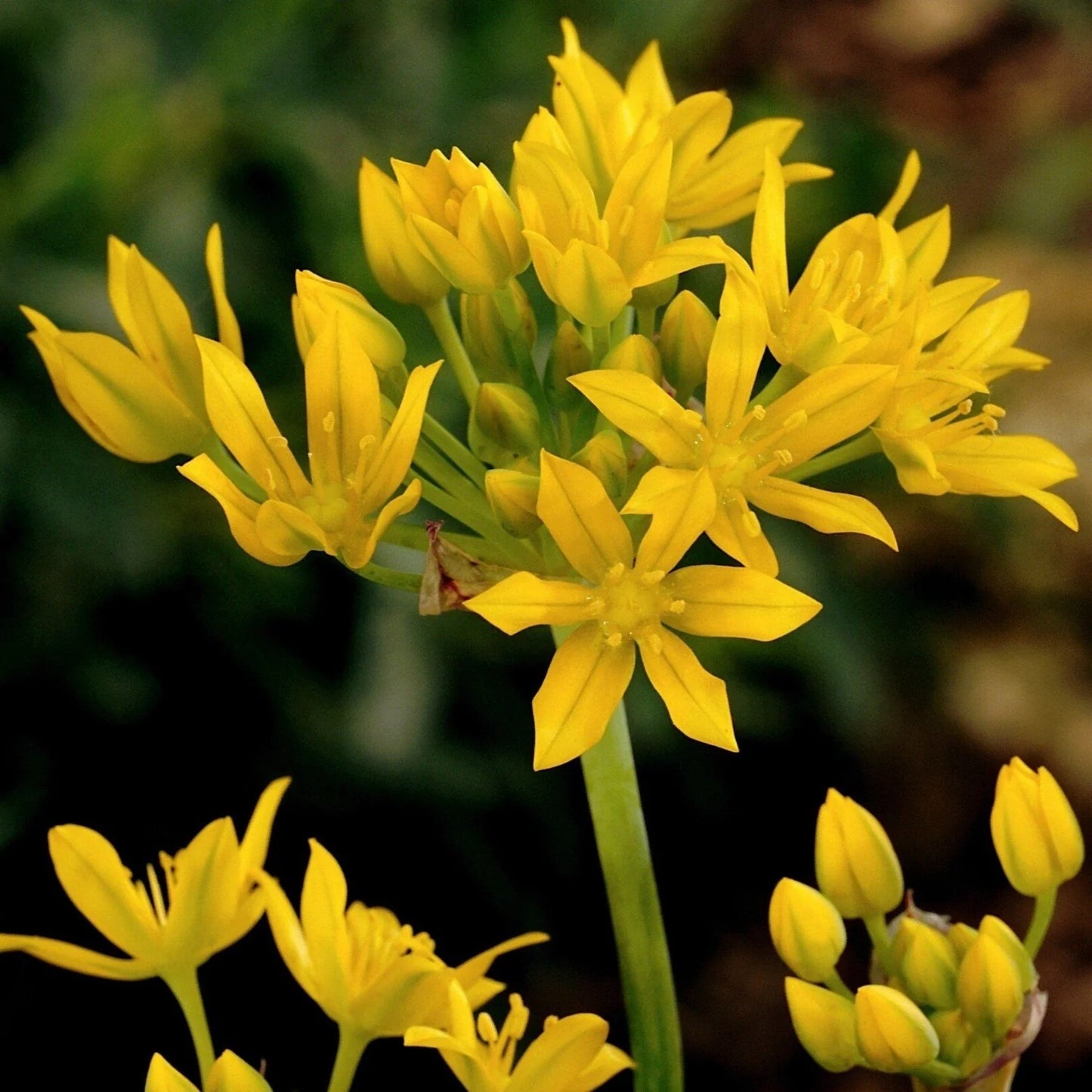 Allium Moly Yellow Bulb