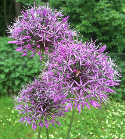 Allium Caeruleum Serum Purple Bulbs