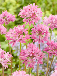 Alpine Rosy Bells Seeds