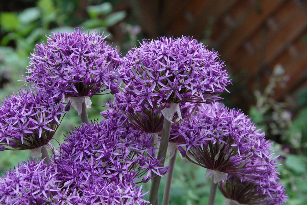 Violet Beauty Allium Seeds