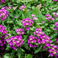 Alyssum Rosie O Day Seeds