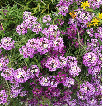 Alyssum- Royal Carpet