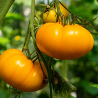 Beorange – Tomato Seed