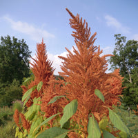 Grain Amaranth- Golden