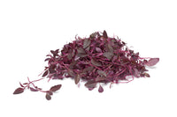 Amaranth, Garnet Red – Organic Microgreen