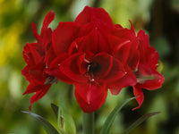 Amaryllis Lily Double Mix Colors Bulbs