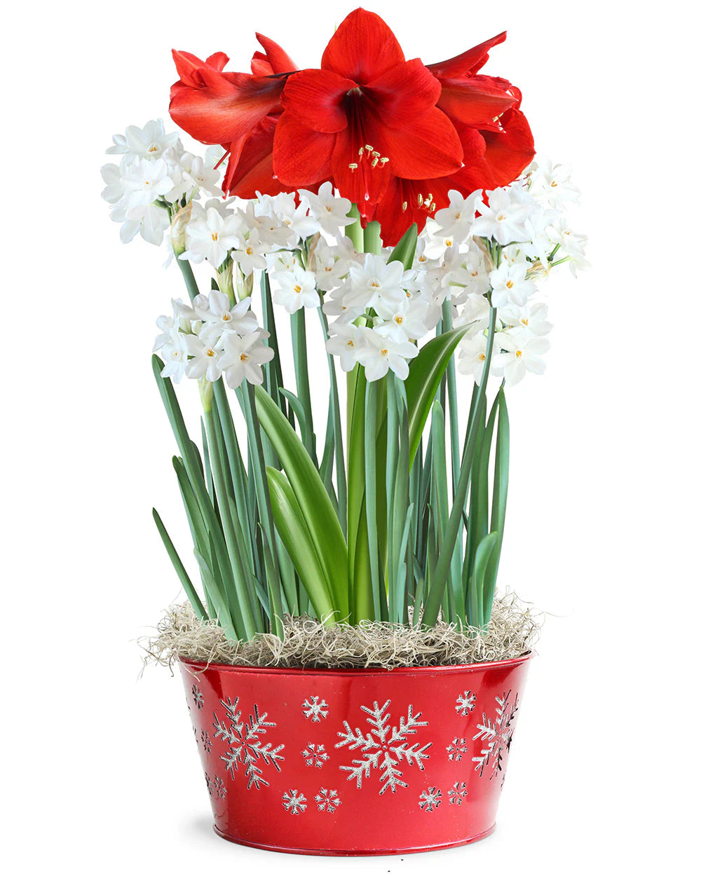 Amaryllis and Paperwhites   Seeds