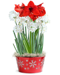 Amaryllis and Paperwhites   Seeds