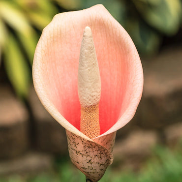 Amorphophallus Bulbifer Voodoo Lily Bulbs