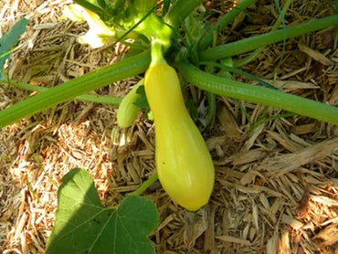 Tempest – Organic Yellow Summer Squash Seed