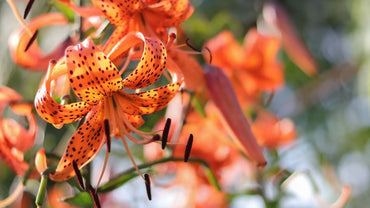 Lilium Lancifolium Tiger Lily Mix Color Bulb