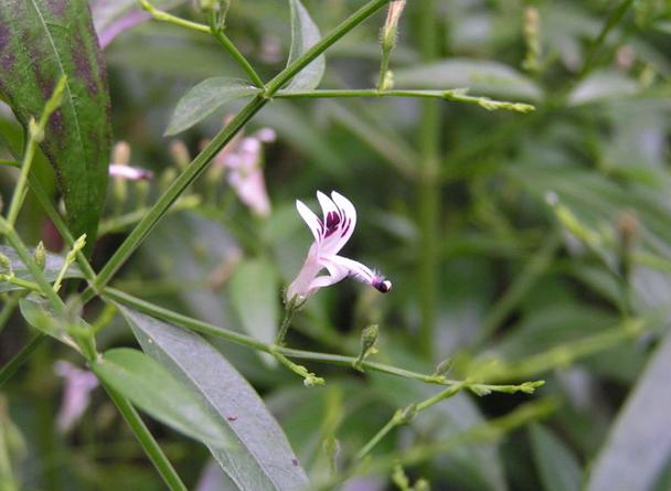 Andrographis Paniculata, Kalmegh - Seeds