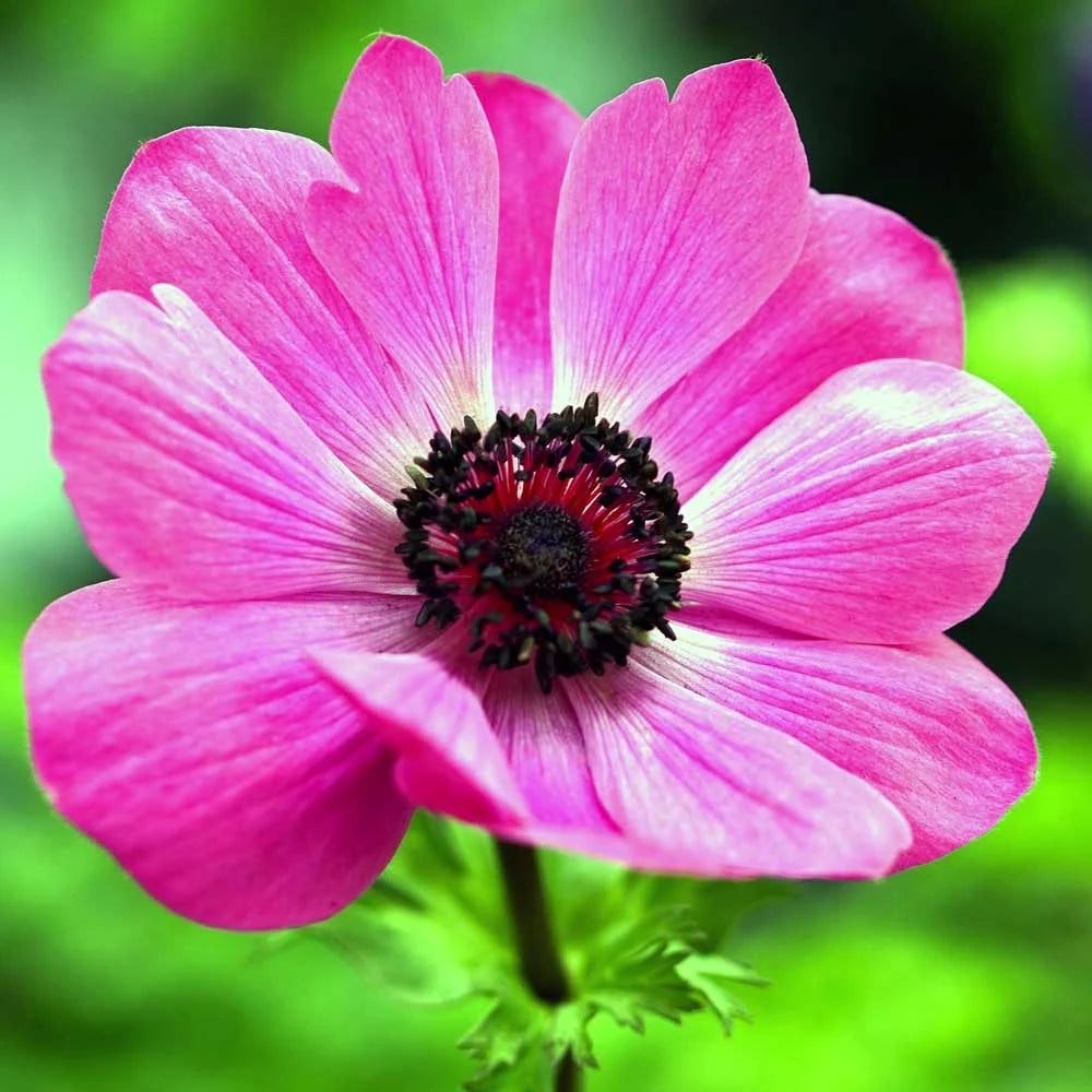 Coronaria Sylphide Pink Bulb