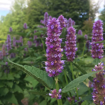 Anise Hyssop