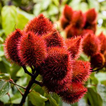 Colorful Annatto Seed for Natural Dye seeds