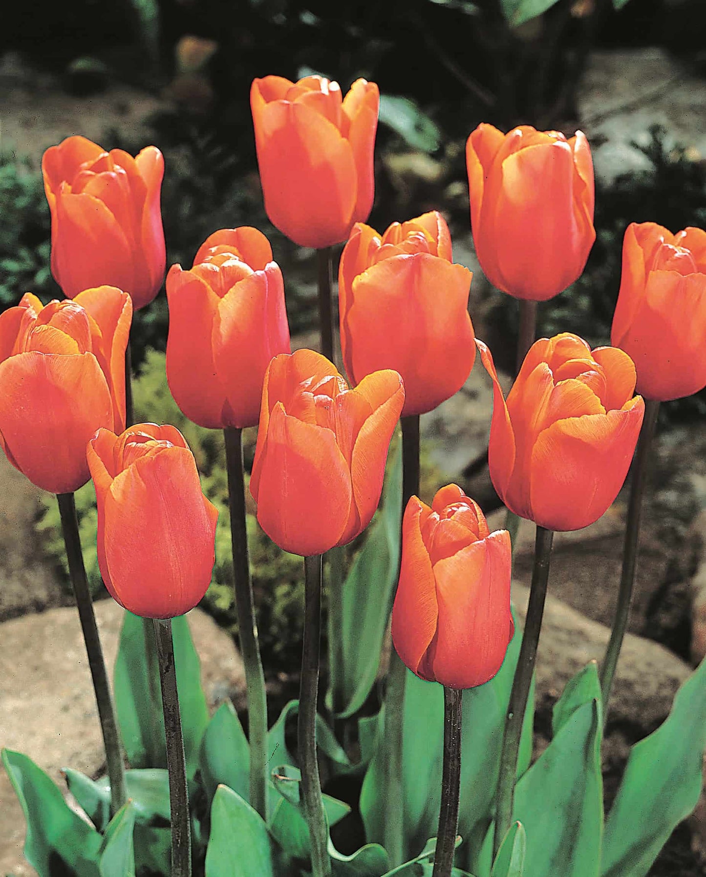 Tulip Annie Schilder Orange Bulbs