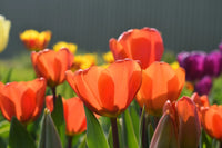 Tulip Annie Schilder Orange Bulbs