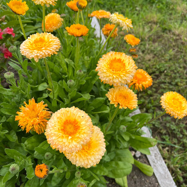 Pacific Apricot Beauty – Calendula Seed